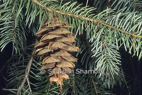 douglas fir  cone graphic