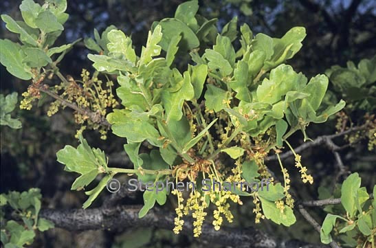 Quercus douglasii 1 graphic