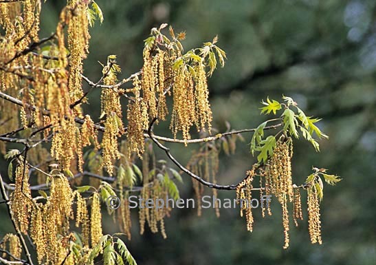 quercus kelloggii 2 graphic