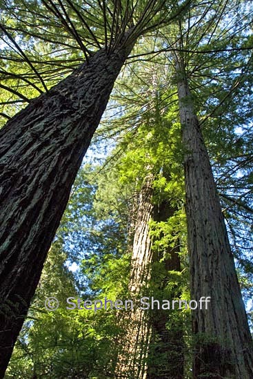 california coastal forest 3 graphic