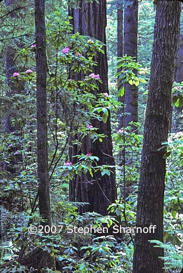 california coastal forest 5 graphic