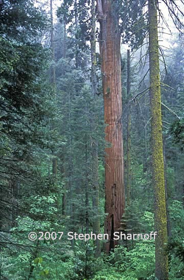 sequoiadendron giganteum 2 graphic