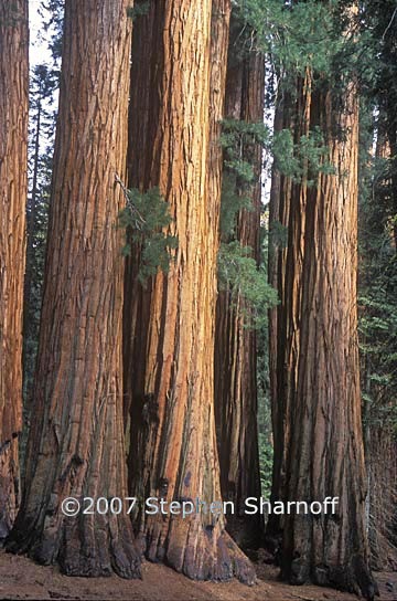 sequoiadendron giganteum 3 graphic