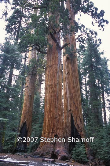 sequoiadendron giganteum 5 graphic