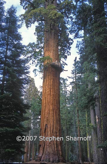 sequoiadendron giganteum 4 graphic