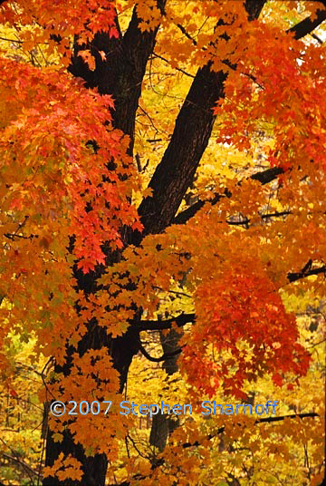 sugar maple graphic