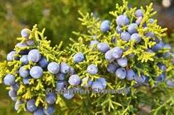 juniperus monosperma thumbnail graphic