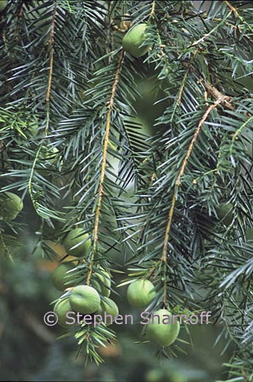 torreya californica 1 graphic