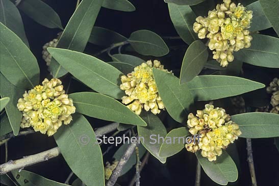 umbellularia californica 1 graphic