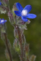 anchusa azurea thumbnail graphic