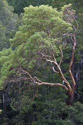 arbutus_menziesii_thumb