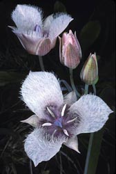 calochortus tolmei thumbnail graphic