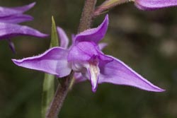 cephalanthera rubra thumbnail graphic