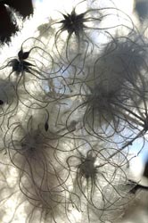 clematis seeds thumbnail graphic