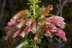 erica glandulosa thumbnail graphic