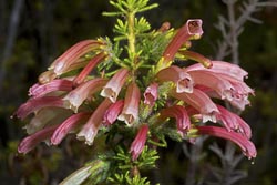 erica glandulosa thumbnail graphic