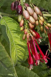 fuchsia bolivianafritillaria_camschatcensis