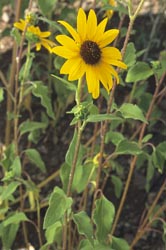 helianthus annus thumbnail graphic