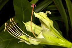 hippeastrum calyptratum thumbnail graphic