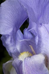 iris pallida thumbnail graphic