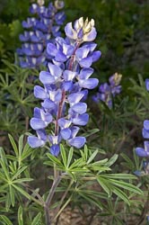 lupinus fulcratus thumbnail graphic