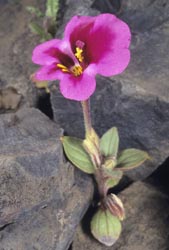 mimulus kelloggii thumbnail graphic