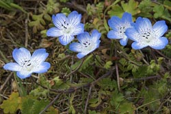 nemophila menziesii menziesii thumbnail graphic