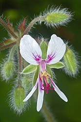 pelargonium tomentosum thumbnail graphic