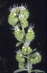 phacelia imbricata thumbnail graphic