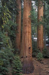 sequoiadendron giganteum thumbnail graphic