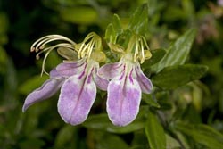 teucrium bicolor thumbnail graphic