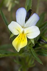 viola arvensis thumbnail graphic