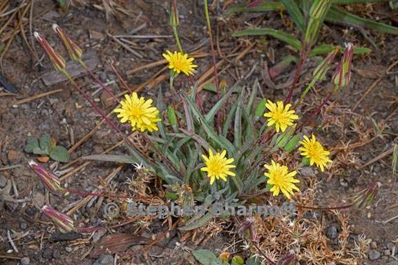 agoseris parviflora 2 graphic