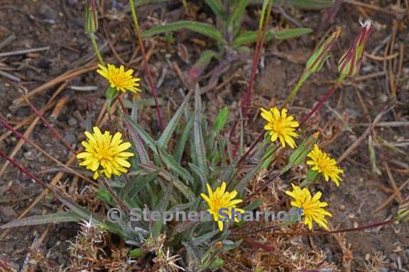 agoseris parviflora 1 graphic