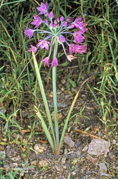 allium campanulatum 5 graphic