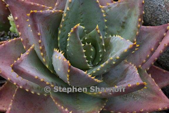 Aloe perfoliata