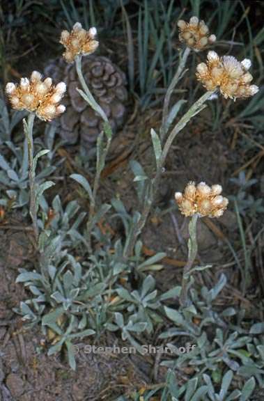 antennaria rosea ssp rosea 4 graphic