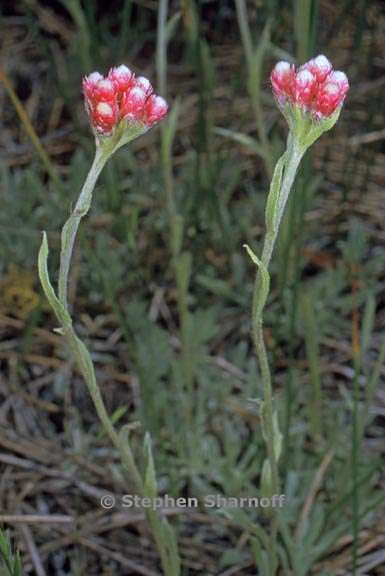 antennaria rosea ssp rosea 3 graphic