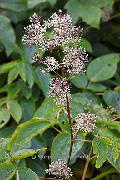 aralia californica 2 graphic