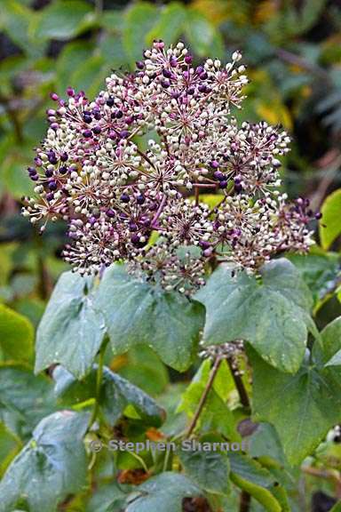 aralia californica 3 graphic