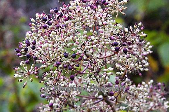 aralia californica 4 graphic