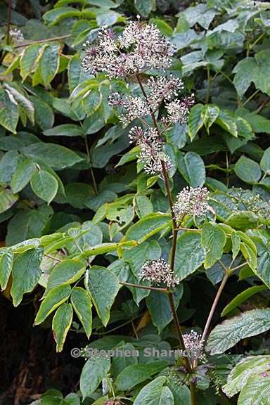 aralia californica 1 graphic