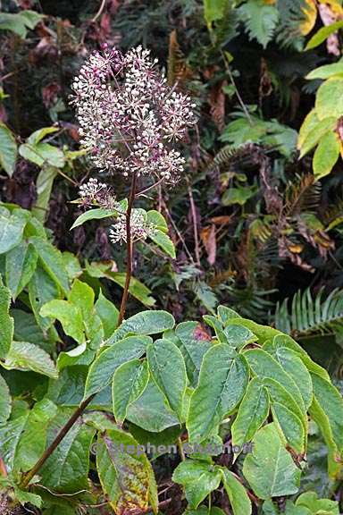 aralia californica 5 graphic