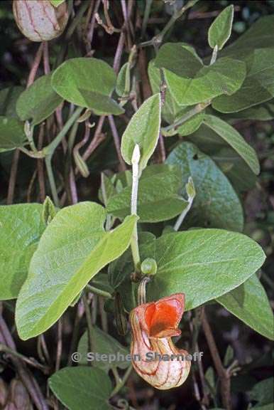 aristolochia californica 7 graphic