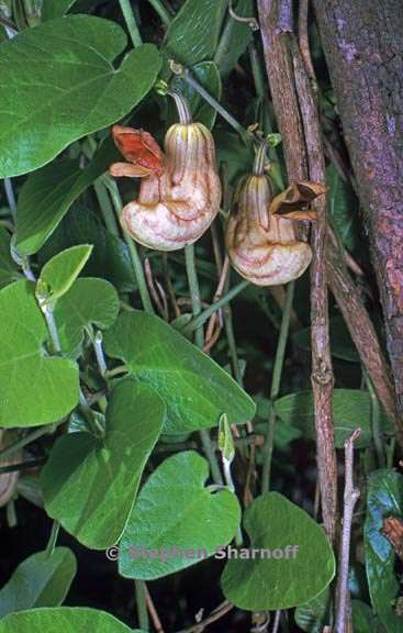 aristolochia californica 8 graphic