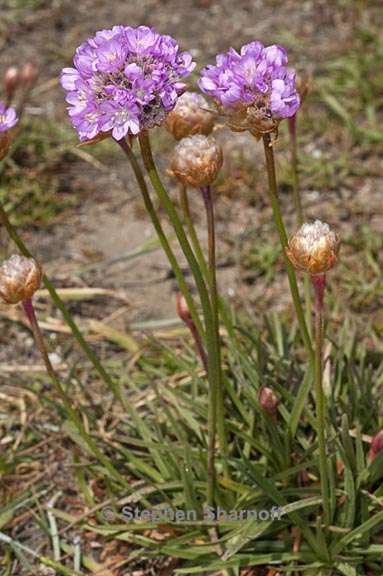 armeria maritima 1 graphic