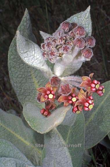 asclepias californica 2 graphic