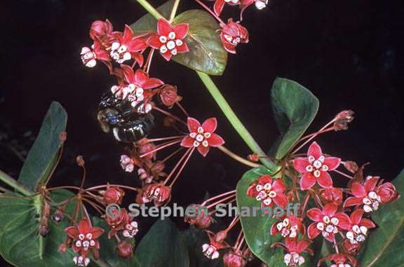 asclepias cordifolia 4 graphic