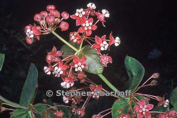 asclepias cordifolia 5 graphic