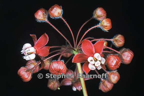 asclepias cordifolia 6 graphic